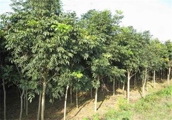 无患子适合什么地方种植,无患子种植适合新疆吗