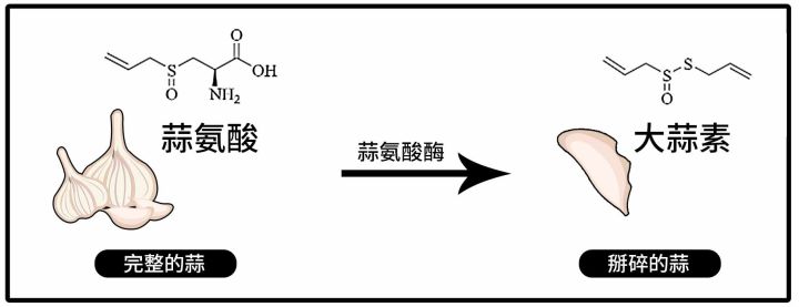 吃完大蒜小便有蒜味,吃完大蒜嘴里难受怎么办