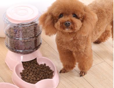 泰迪没有安全感怎么睡觉,泰迪为什么总是躲在床下