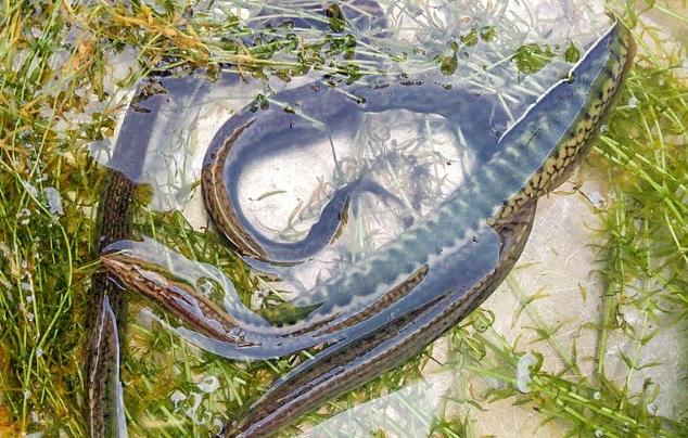 野生刺鳅能吃吗,中华刺鳅能吃吗