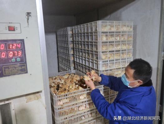 湖北保康春耕忙,宜昌春耕