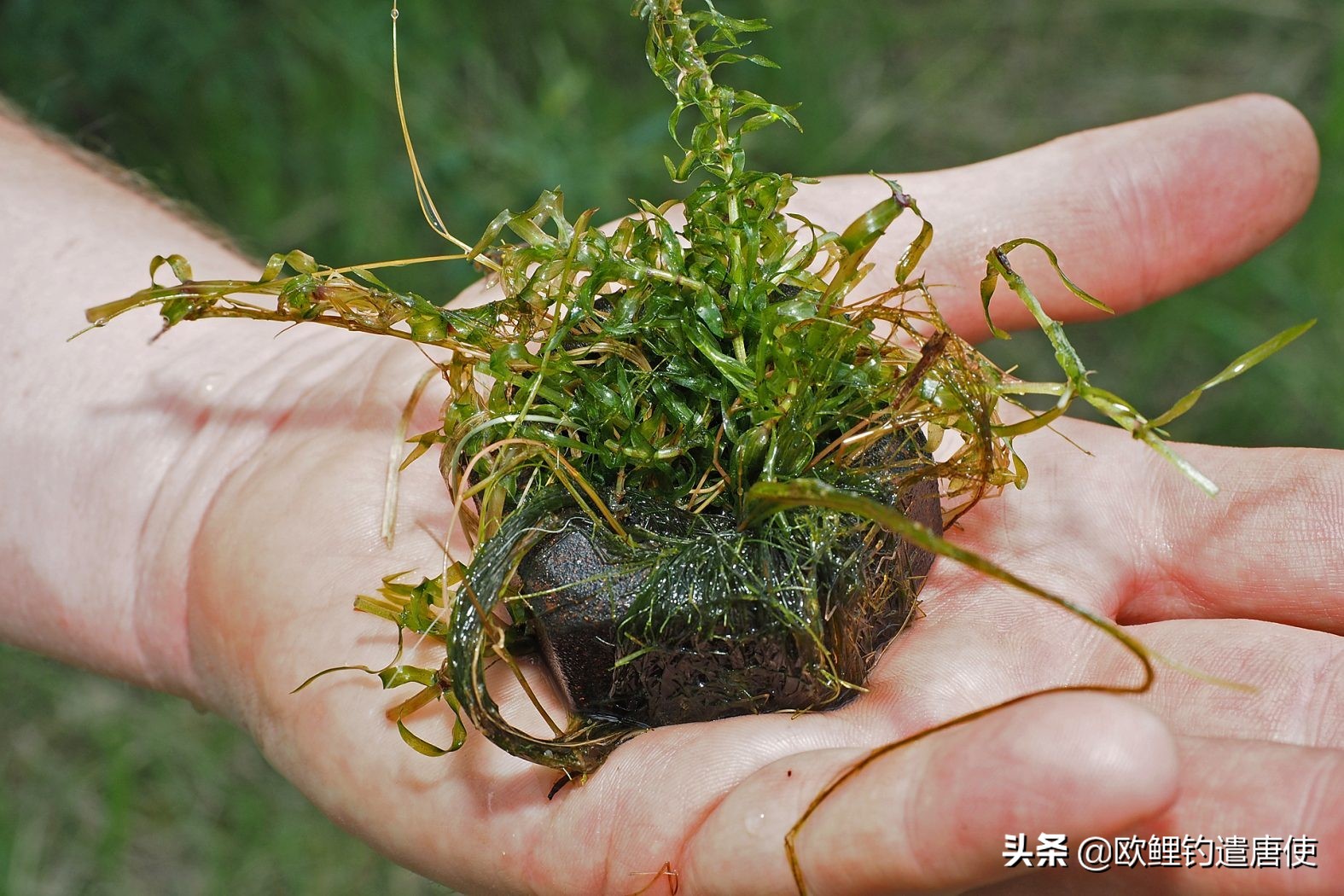铅坠会吓鱼吗,铅坠晃动真能惊吓鱼儿吗