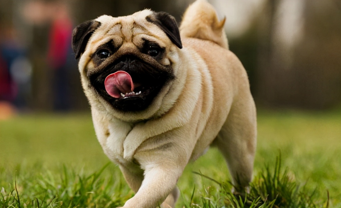 巴哥犬的智商高吗,巴哥犬智商怎么样好养吗