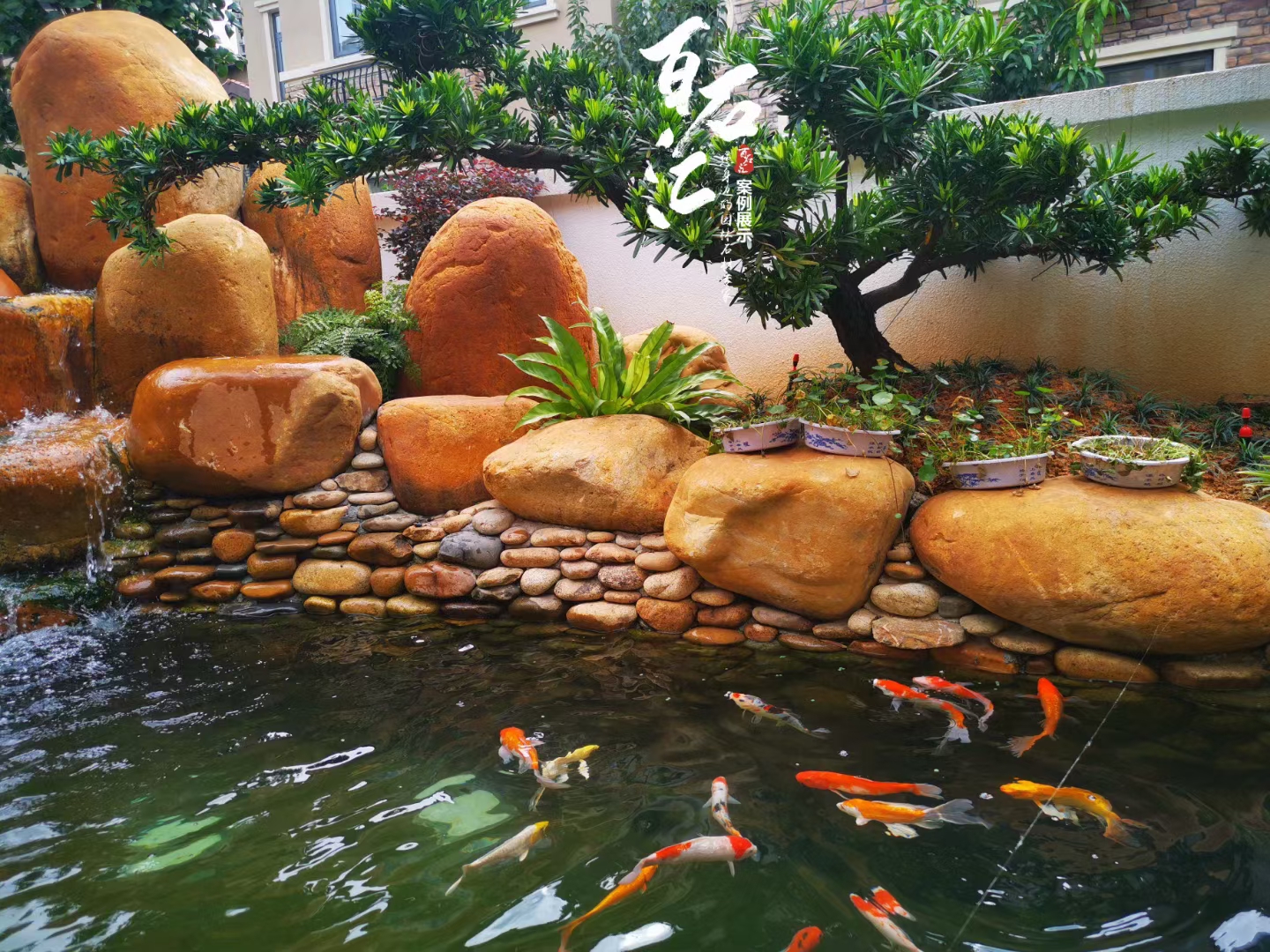 家里院子适合放什么盆栽,家里院子放什么好看