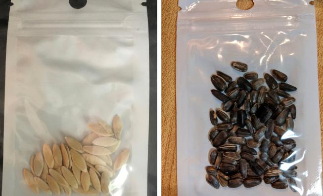 中国神秘种子让美民众发慌，已确认含牵牛花在内14类种子，均无害