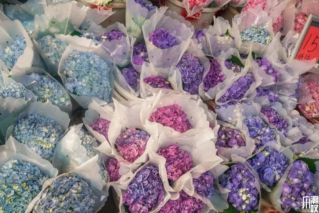 广州最大的花卉市场有哪些店,广州最便宜的花卉交易市场