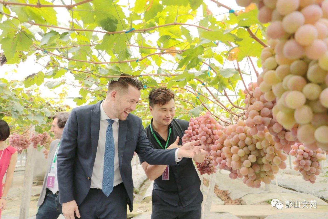 萄益彭山，乐活百年