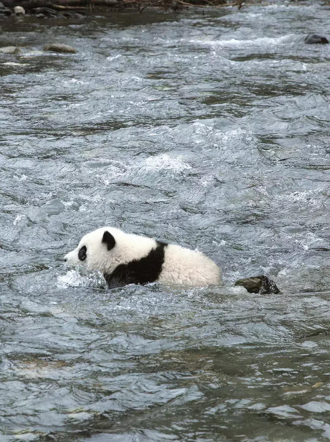 你才可爱你全家都可爱怎么回,你才可爱你全家都可爱出处