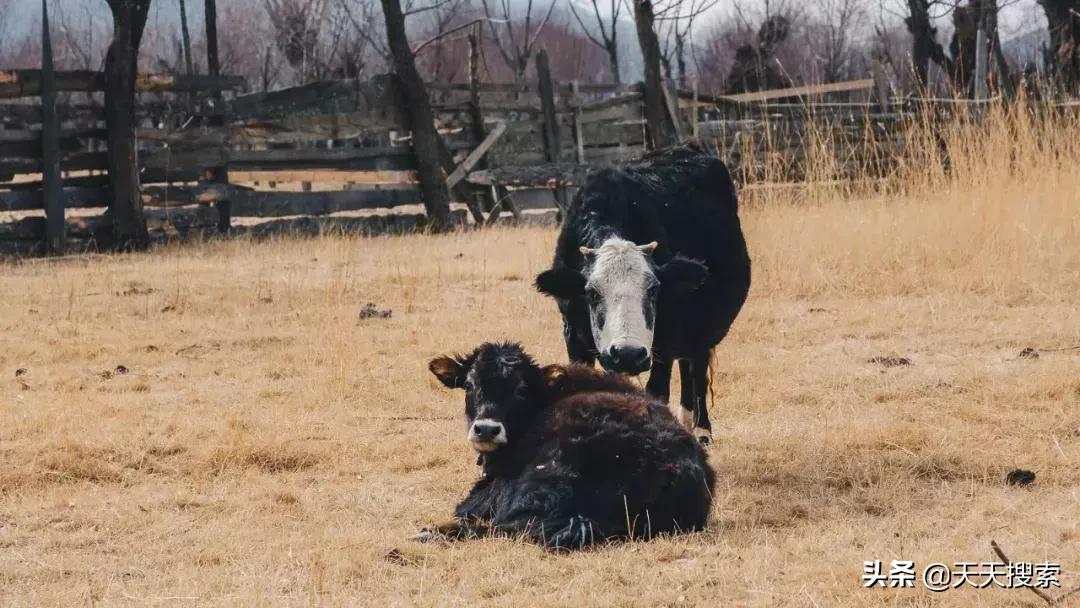 中国旅游最美雪山,中国最美雪山旅游
