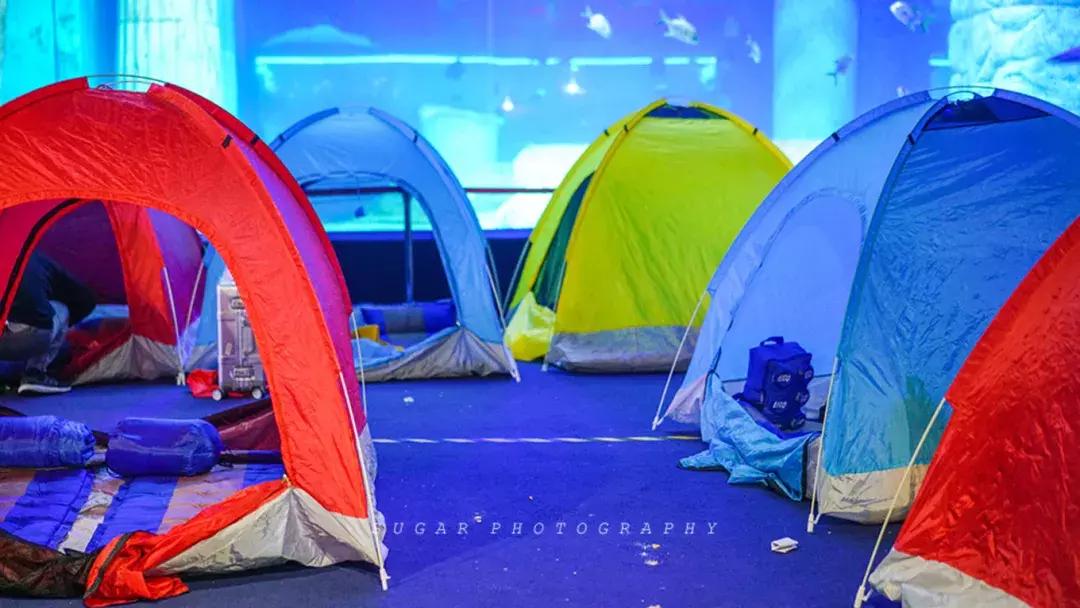 「亲子游」与万千海洋动物一起，夜宿探索极地海洋之美