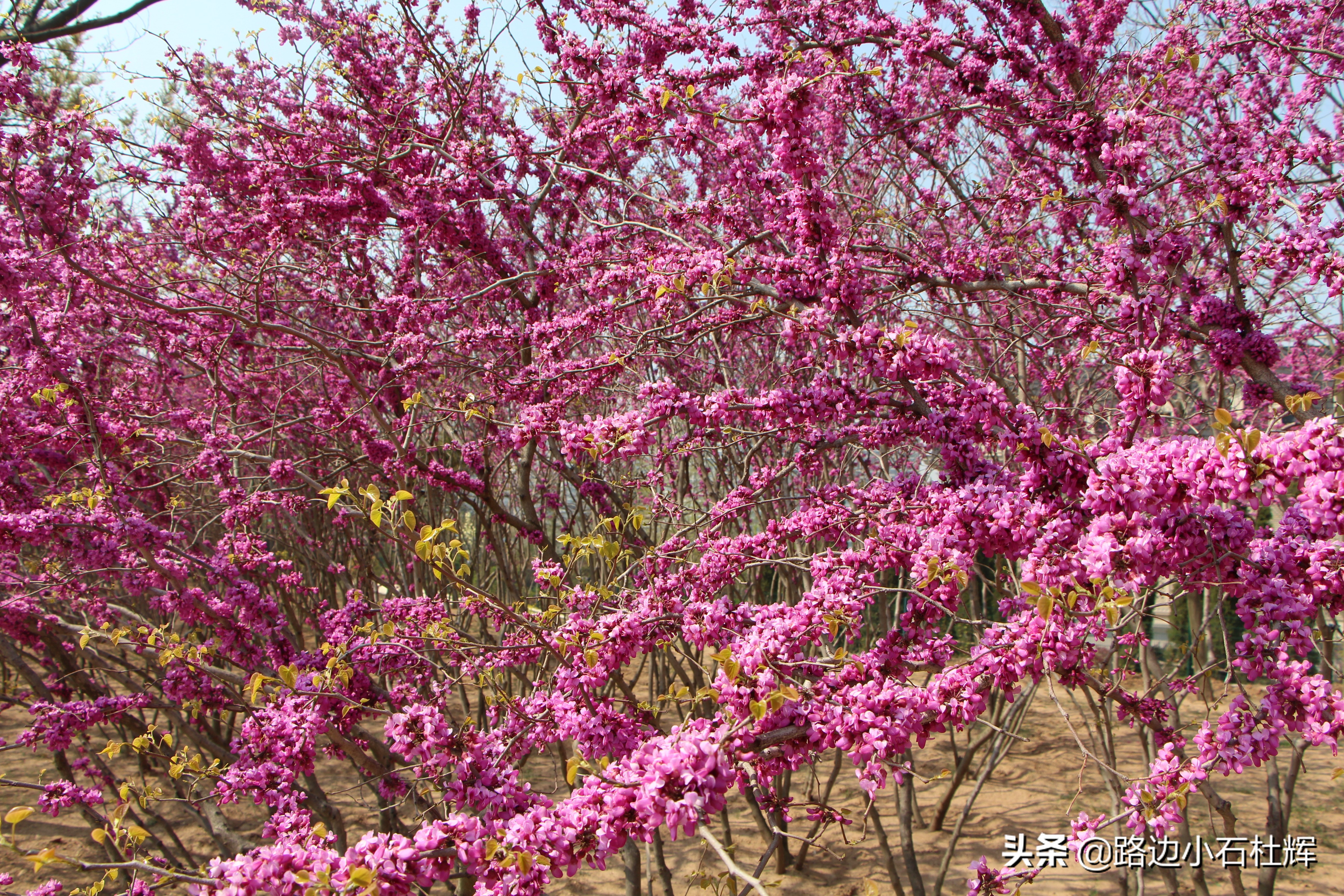 青岛黄岛记忆,青岛金沙滩景色图