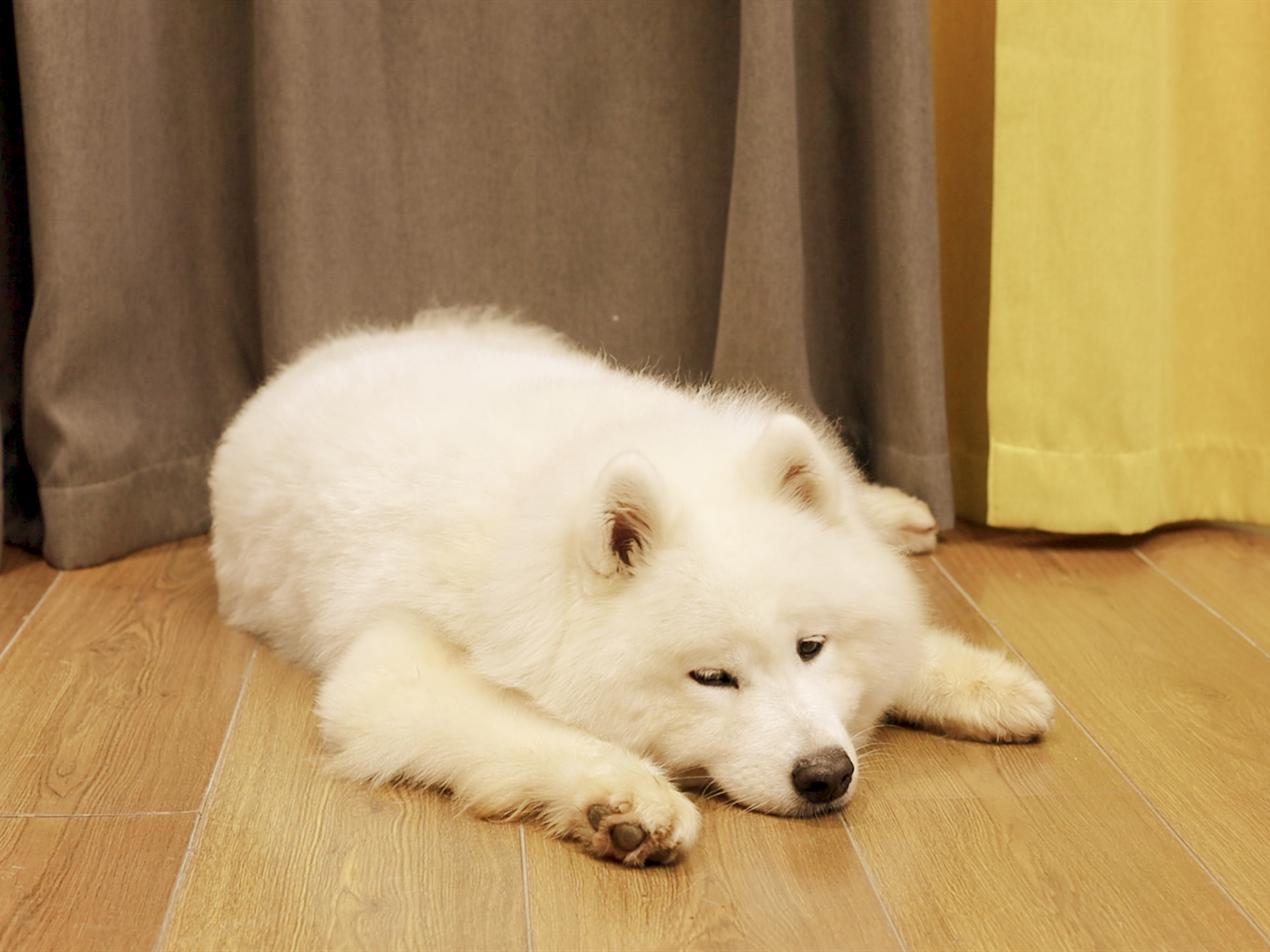 狗狗轻微中暑的正确处理方法,夏天狗狗中暑最快解决方法