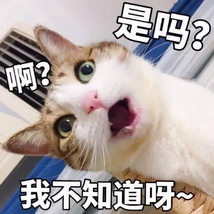 猫咪对付懒猫最好的方法,猫咪犯错告诫自己不生气
