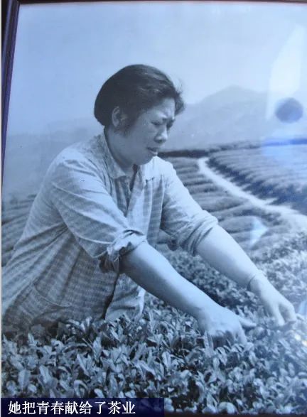 川红工夫,川红工夫红茶的历史