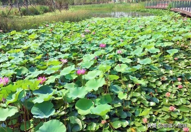 郑州适合晨跑的地方,郑州晨跑圣地