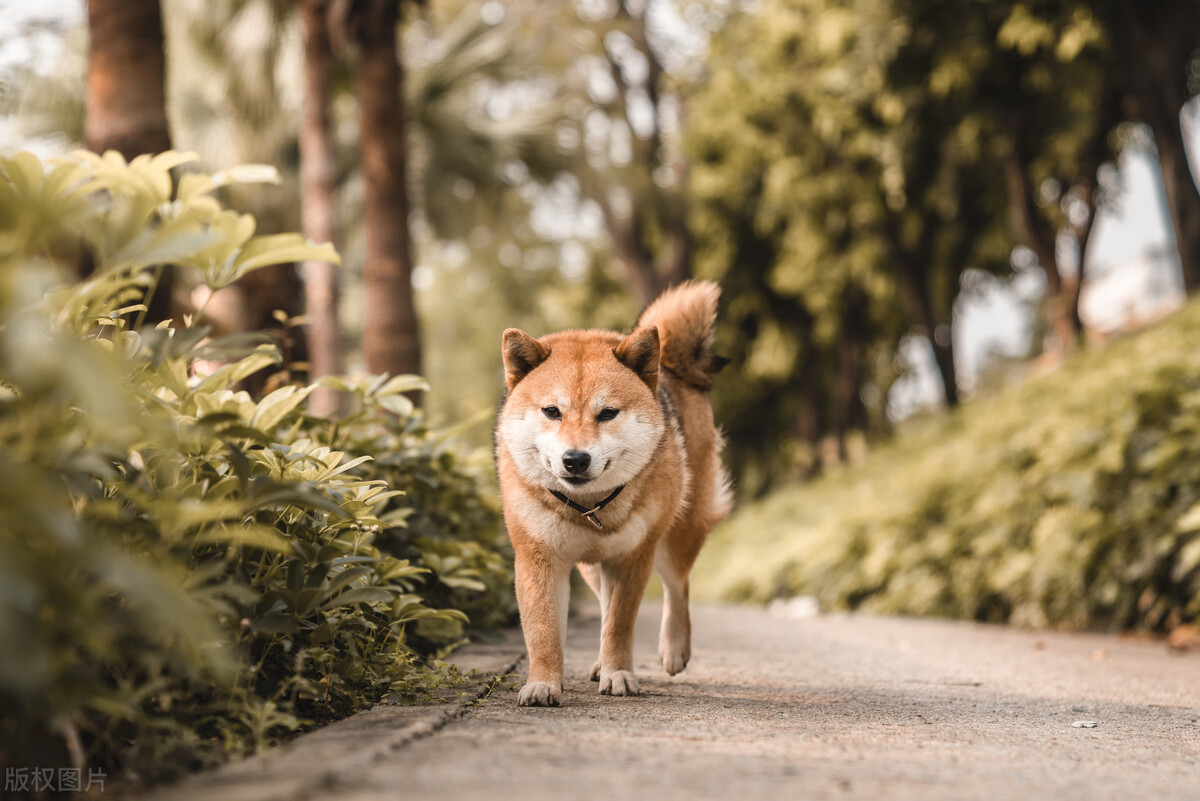 因表情包走红网络,网红柴犬表情包我只想拥有快乐