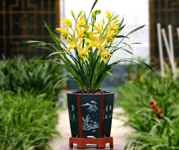 2024年普通天价兰花多少钱一苗,天价兰香多少钱