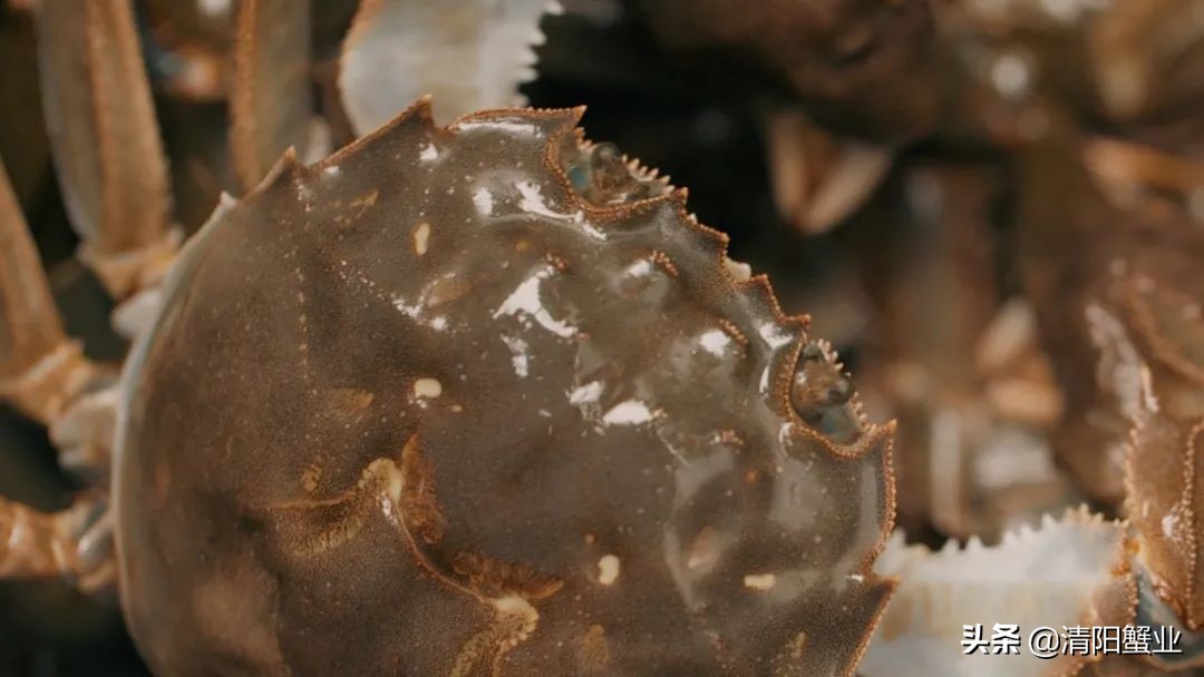 阳澄湖大闸蟹的特色怎么介绍,阳澄湖大闸蟹养成记