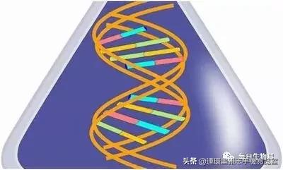 基因编辑最新研究进展,abcc11基因编辑研究进展