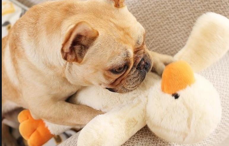 狗狗频繁尿血怎么回事,狗狗反复尿血吃什么药