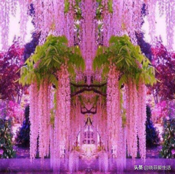 爬墙种植物大全,爬墙类绿植家种