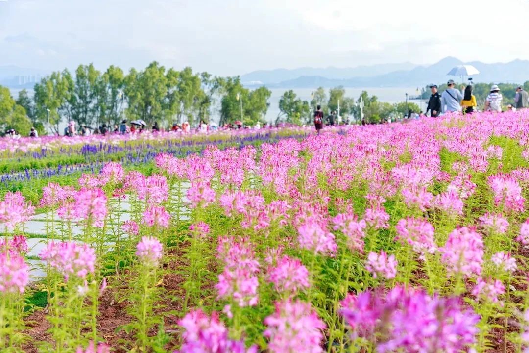 深圳周末带孩子免费游玩好去处,2021深圳免费适合遛娃玩地方排名