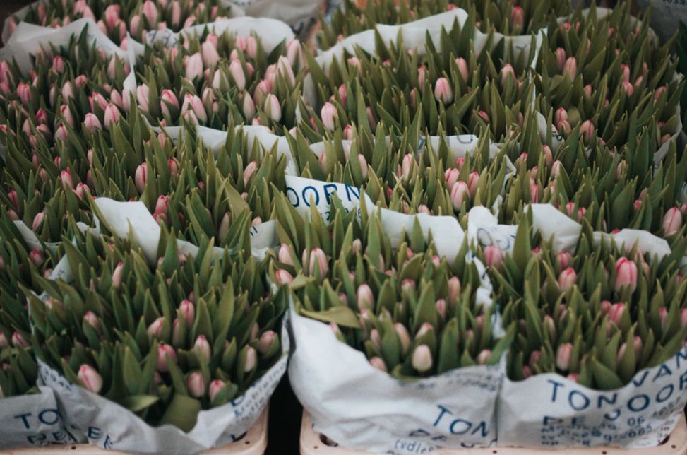 开花店的十大忠告,开花店的人现在都怎么样了
