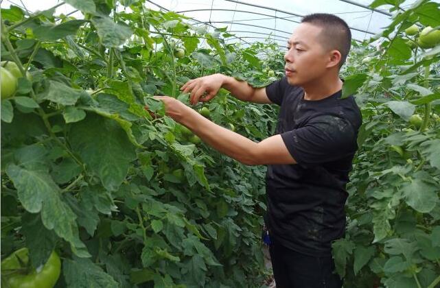 让番茄更快出汁水,让人回味无穷的人