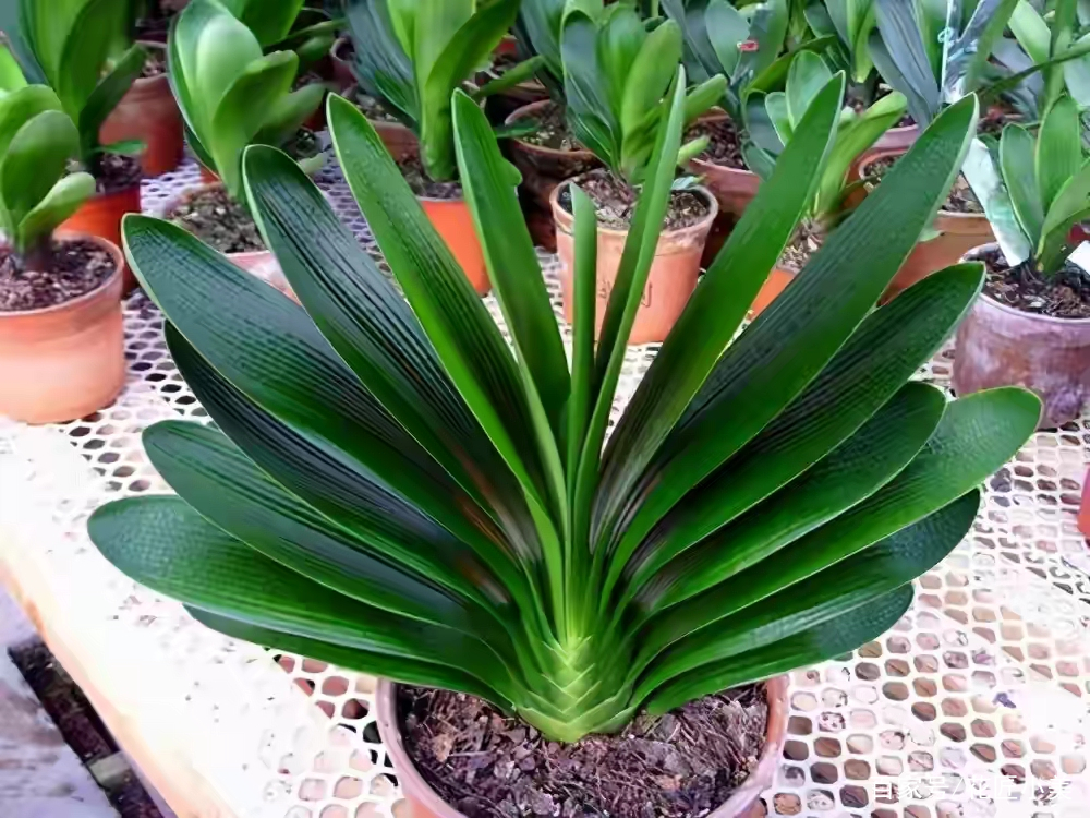 君子兰如何才能养得更茂盛,君子兰怎么养才能长直