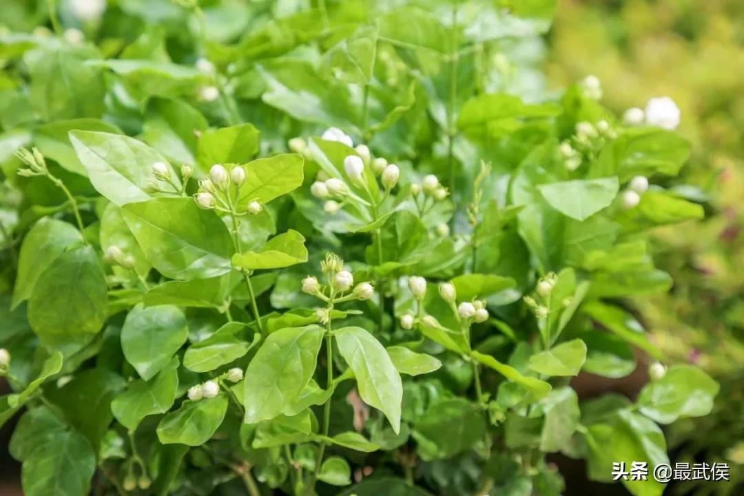 超便宜！成都铁轨下的花市5元买回一个春天！