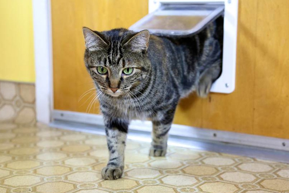 猫咪逃跑了找回来了怎么训,猫咪逃跑大概会躲到哪里