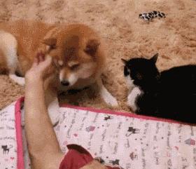 狗子吃醋女朋友,狗子喜欢女朋友怎么办