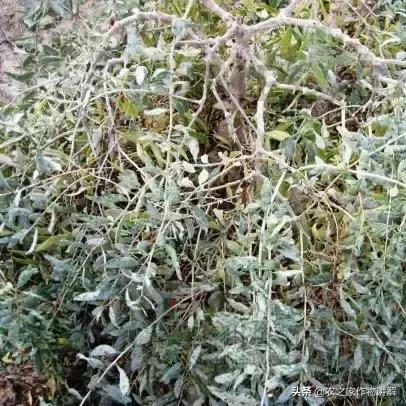 枸杞病虫草害及其防治彩色图谱,枸杞的病虫害怎么治