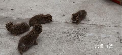 黑龙江一村民发现狐狸,黑龙江村民发现一窝小山狸子