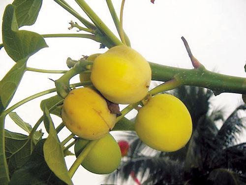 麻风树树皮功效,麻风树药材