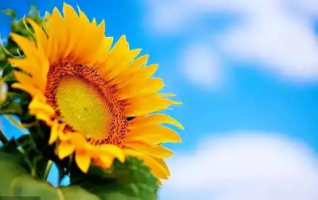 道德经的修德理念是什么意思,道德经第五十四章修德为本