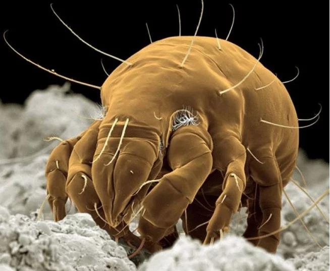 驱逐螨虫,艾草来帮忙。