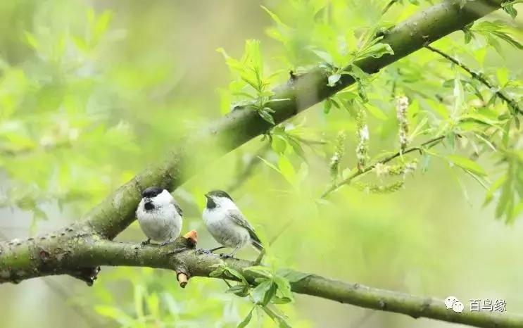 红子叫声好听吗,红子叫的声音mp3