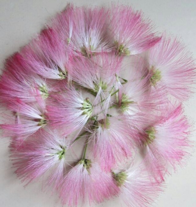 *欢合**花：花美叶美、有色有香的*欢合**花，管理与栽培