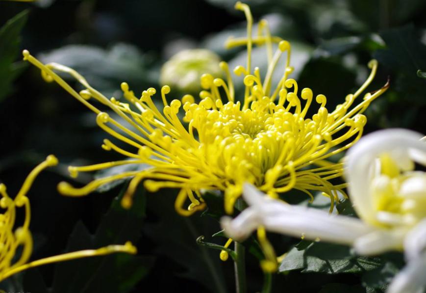 诗词朗诵春天来了,诗歌朗诵春天来了的视频