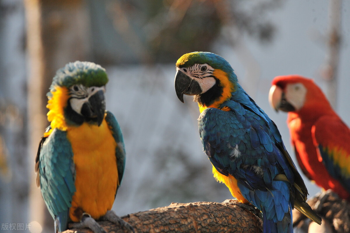 八哥拉屎是稀的为什么,八哥幼鸟拉白色的稀屎要紧吗