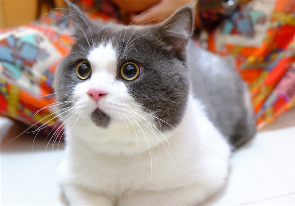 猫咪双眼皮手术真的有用吗,猫咪眼睑内翻的症状与治疗方法图