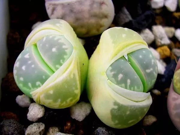 这才是世界上最贵的花卉,十大名贵花卉家养