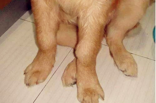 「养宠经验分享」狗膝关节肿起来摸不痛