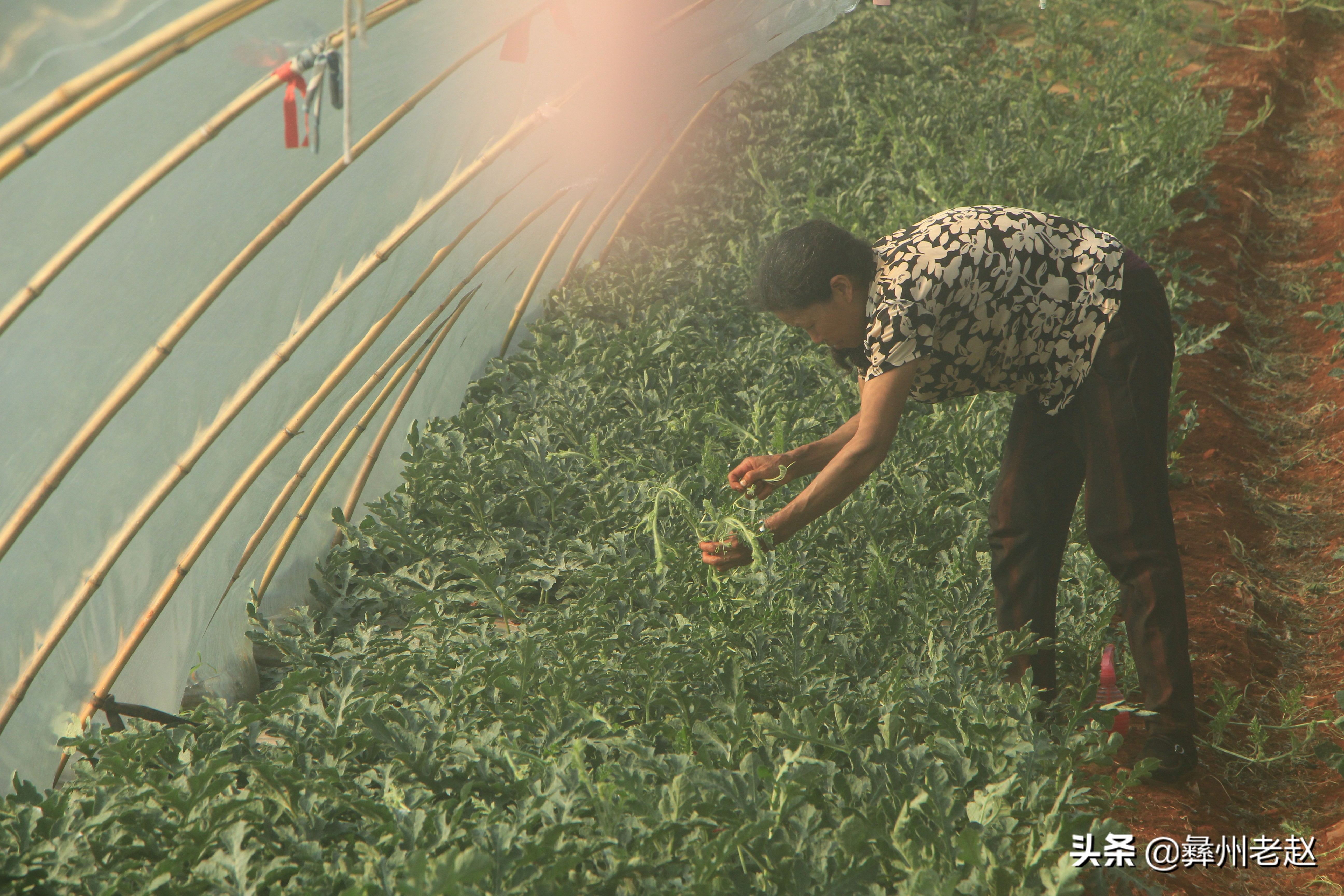 西瓜坐瓜后期管理,西瓜坐瓜期管理