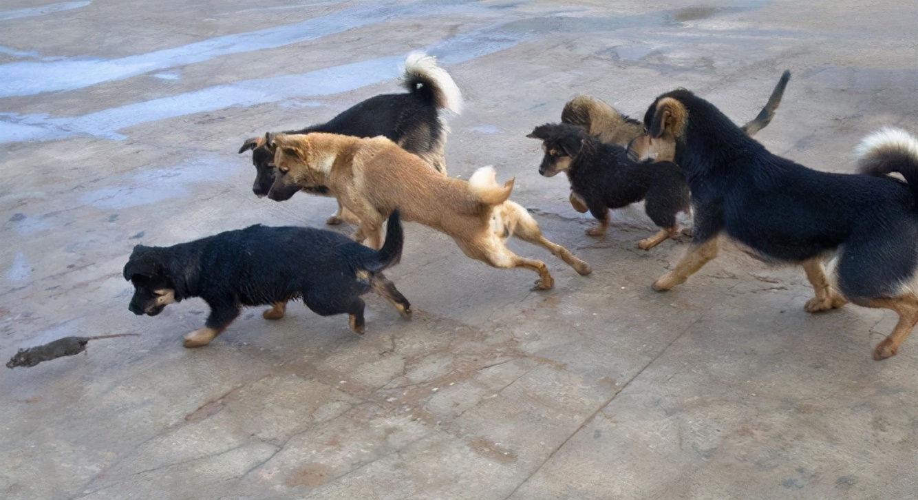 学好这几招很管用,在一窝土狗中怎么挑到狗王