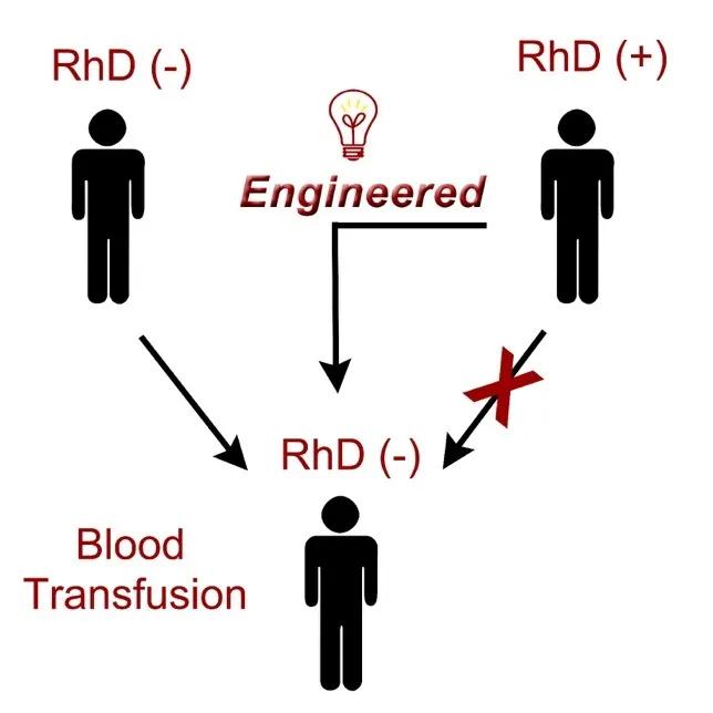浙大红细胞熊猫血,红细胞熊猫血怎么制造