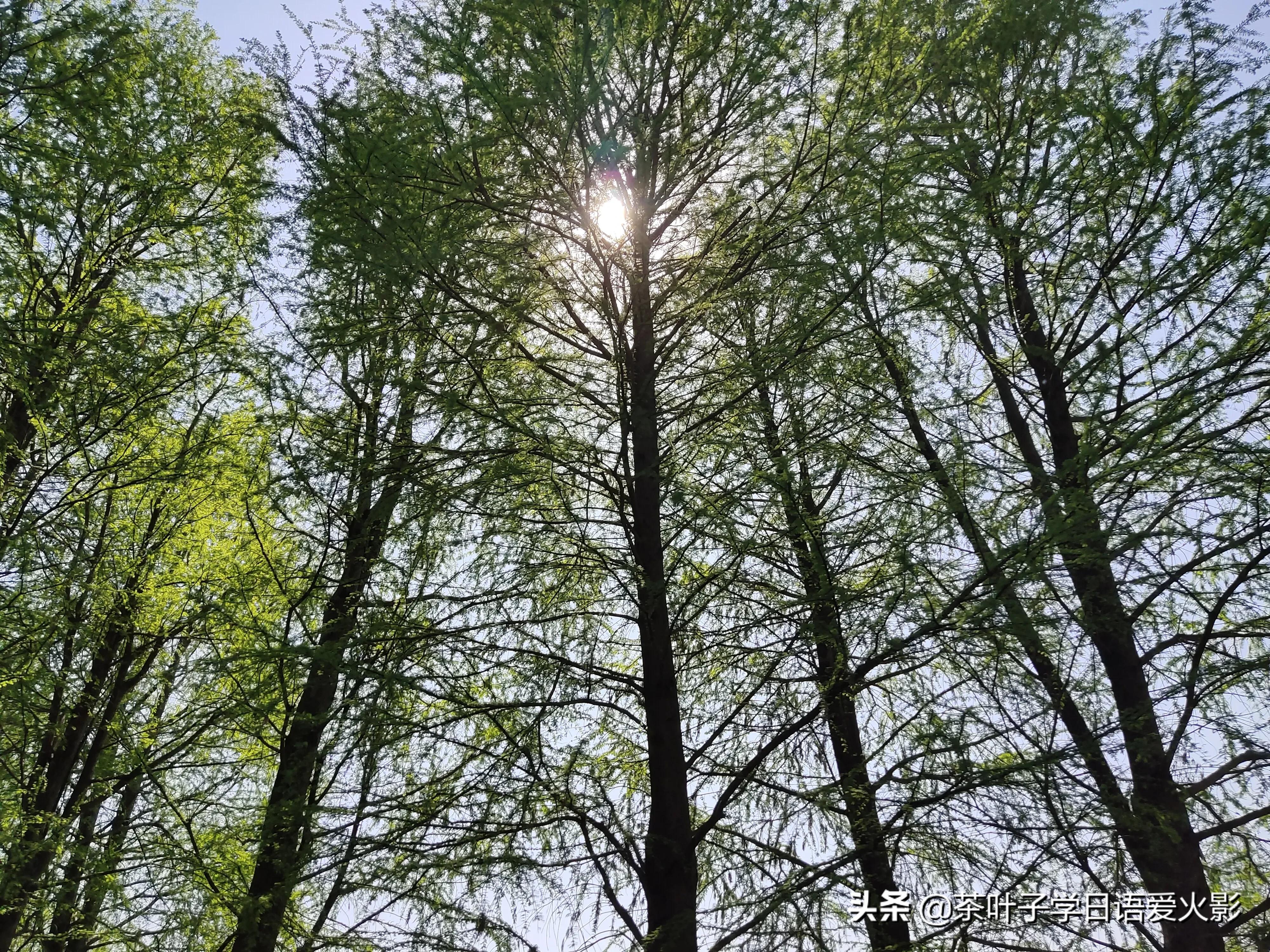 春天踏青适合去哪里玩,春天去上海辰山植物园攻略