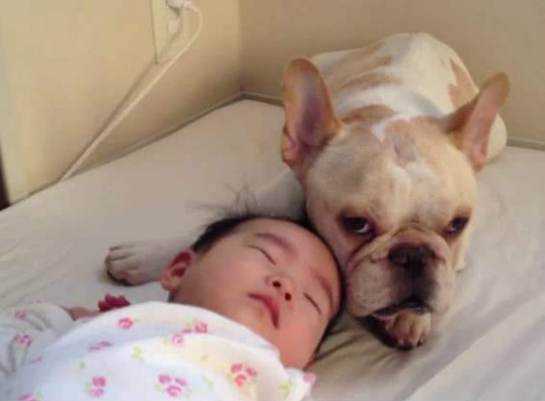 小金毛被主人教训视频,小主人被教训狗狗害怕的发抖