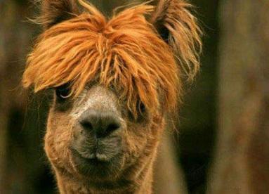 怎么知道你的脸适合哪种发型,根据脸型选发型你的发型选对了吗